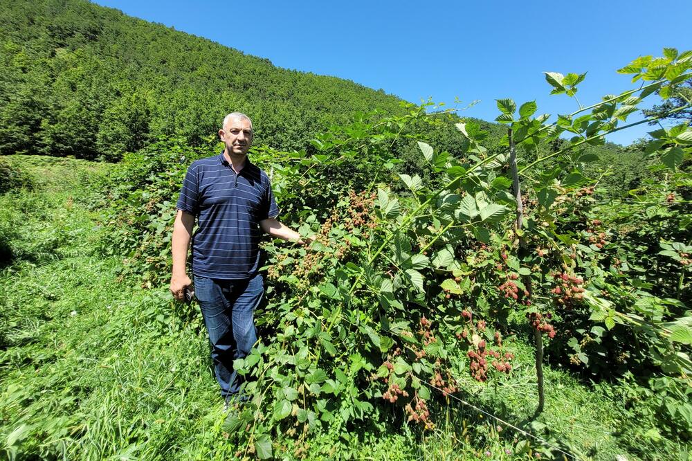 Mnogo truda, neizvjesna zarada: Gojko Nedović, Foto: Jadranka Ćetković