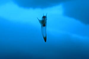 (VIDEO) Svjetlucavo morsko biće koje izgleda kao anđeo