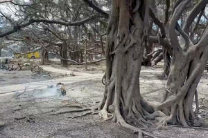 U katastrofalnim požarima na Havajima poginule 53 osobe; Pilot:...