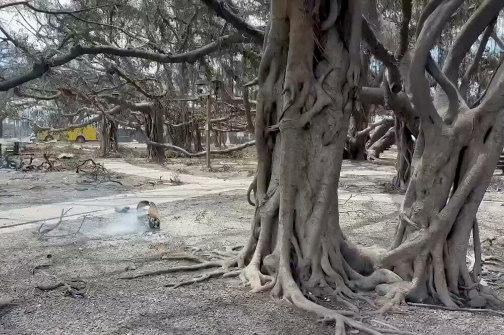 Detalj sa Havaja, Foto: Reuters