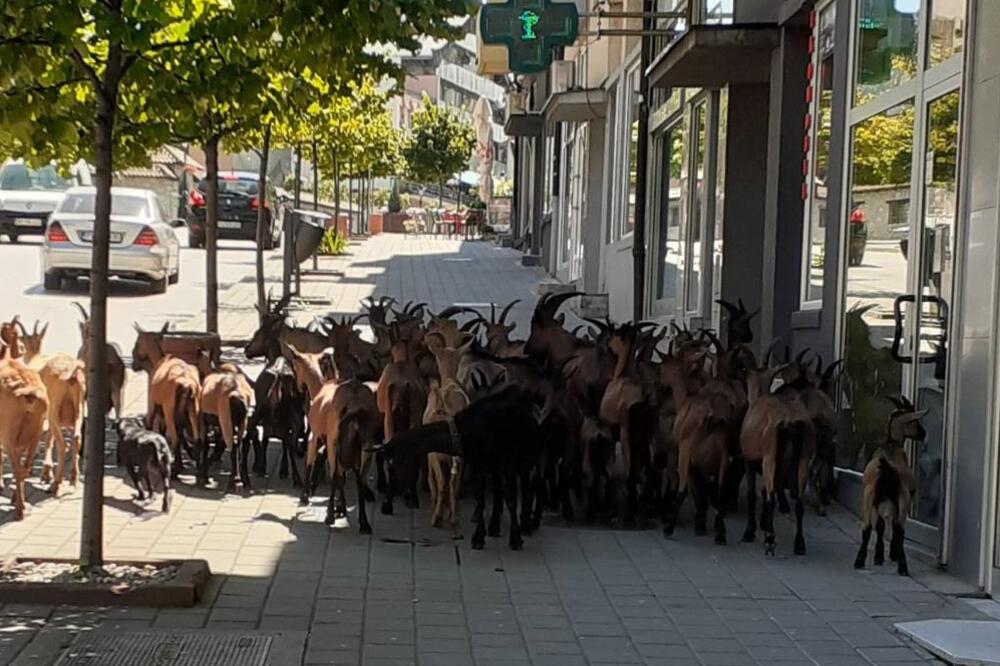 Foto: Goran Malidžan