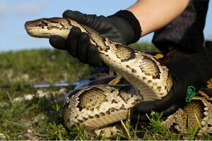 Amerika i životinje: Lovci na zmije bore se sa pitonima koji mogu...