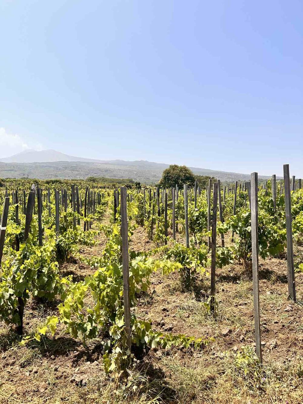 Mala vinarija u podnožju Etne