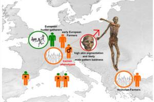 Najpoznatija evropska mumija - čovjek iz alpskog glečera -...