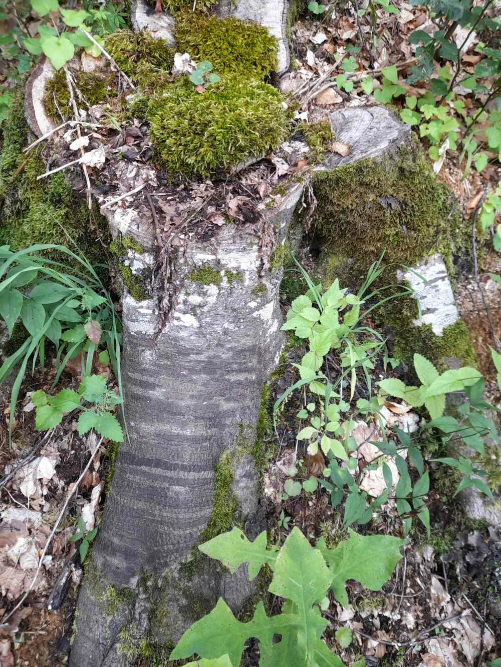 <p>Mještani ističu da koncesionar i &bdquo;privilegovani pojedinci&ldquo; nekontrolisano sijeku drveće i plaše se da će za 10-20 godina ostati samo sjećanje na šumu u Biovskoj gori</p>