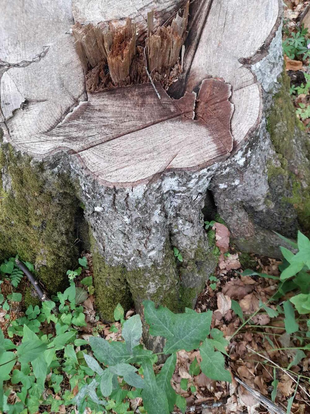 <p>Mještani ističu da koncesionar i &bdquo;privilegovani pojedinci&ldquo; nekontrolisano sijeku drveće i plaše se da će za 10-20 godina ostati samo sjećanje na šumu u Biovskoj gori</p>