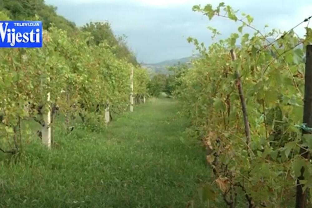 Foto: Printscreen/YouTube/TV Vijesti