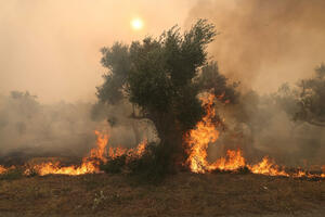 Spaljena tijela 18 osoba pronađena na sjeveru Grčke gdje požari...