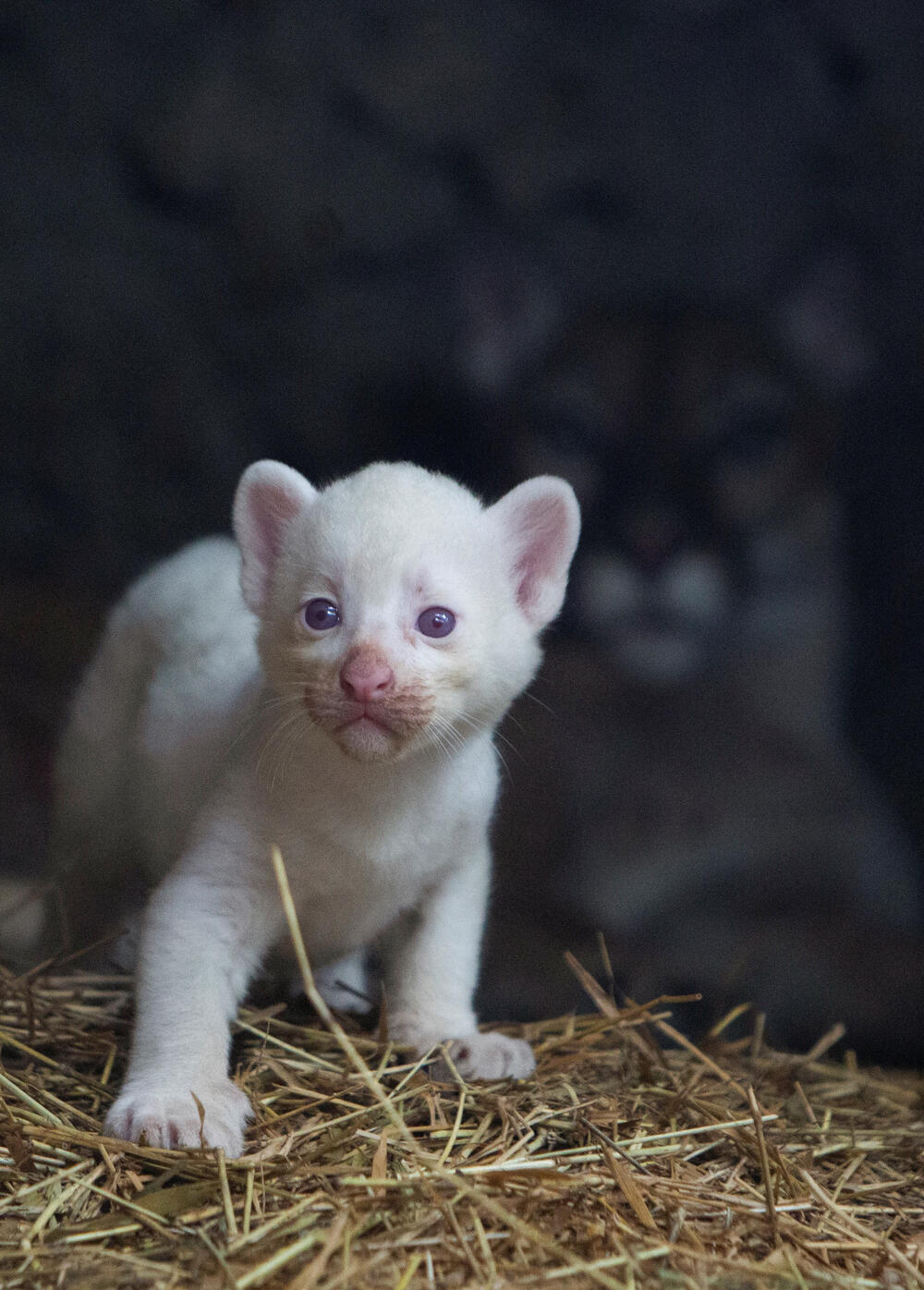 <p>Genetska mutacija koja uzrokuje bijelu pigmentaciju je rijetka kod životinjskih vrsta, posebno kod puma</p>