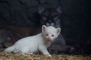 Rijetka albino puma rođena u zoološkom vrtu u Nikaragvi
