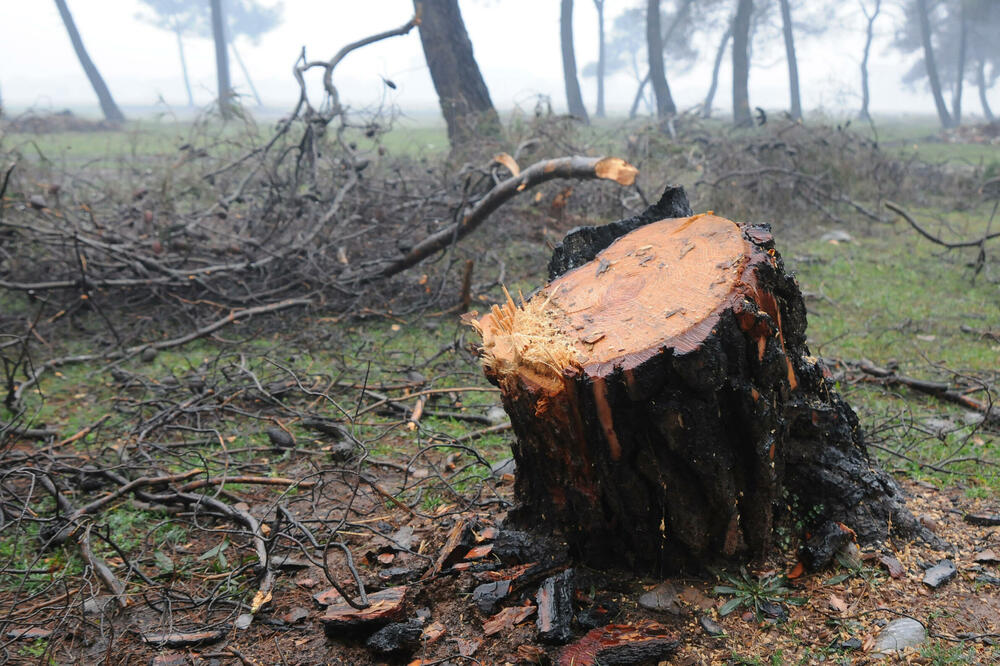 U odnosu na 2022. godinu "zabilježen rast", Foto: LUKA ZEKOVIC