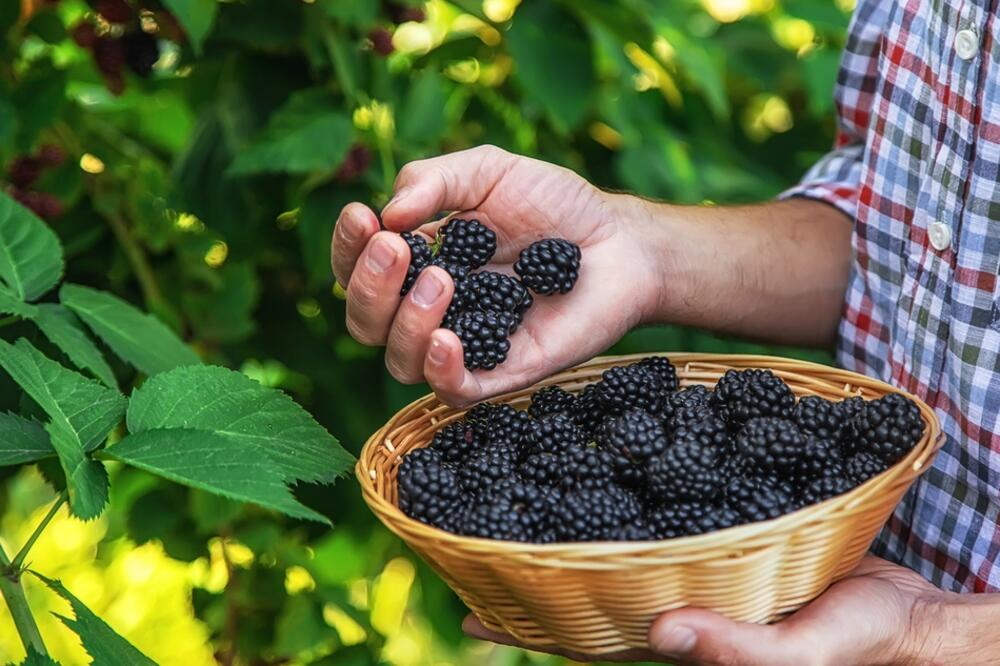 Ilustracija, Foto: Shutterstock