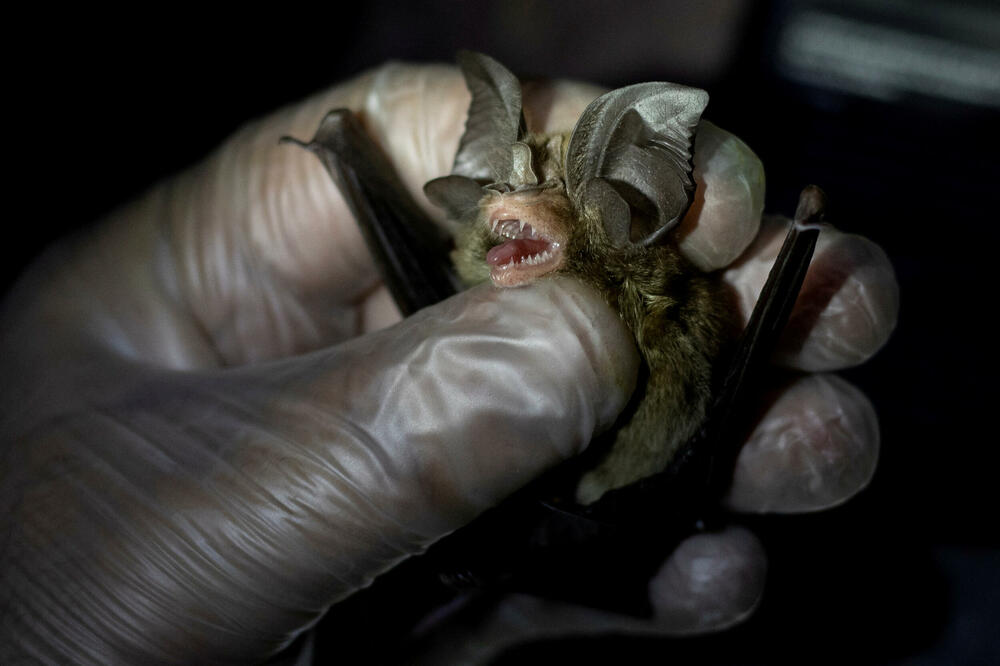 Neophodno je spriječiti prelivanje patogena sa životinja na ljude, Foto: Reuters