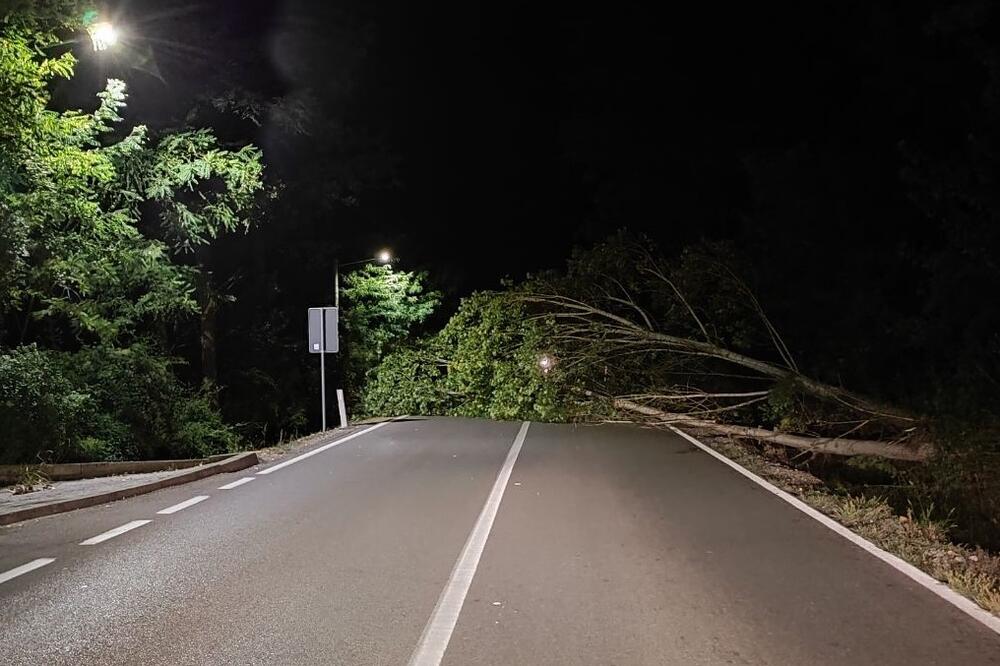 Foto: Željko Vuksanović