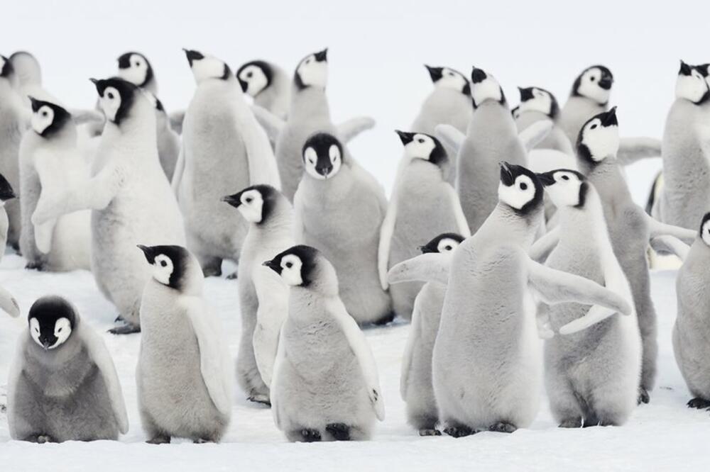 Perje mladunaca carskih pingvina nije vodootporno. Mladuncima mora da izraste novo perje prije nego što led pukne, Foto: Getty Images