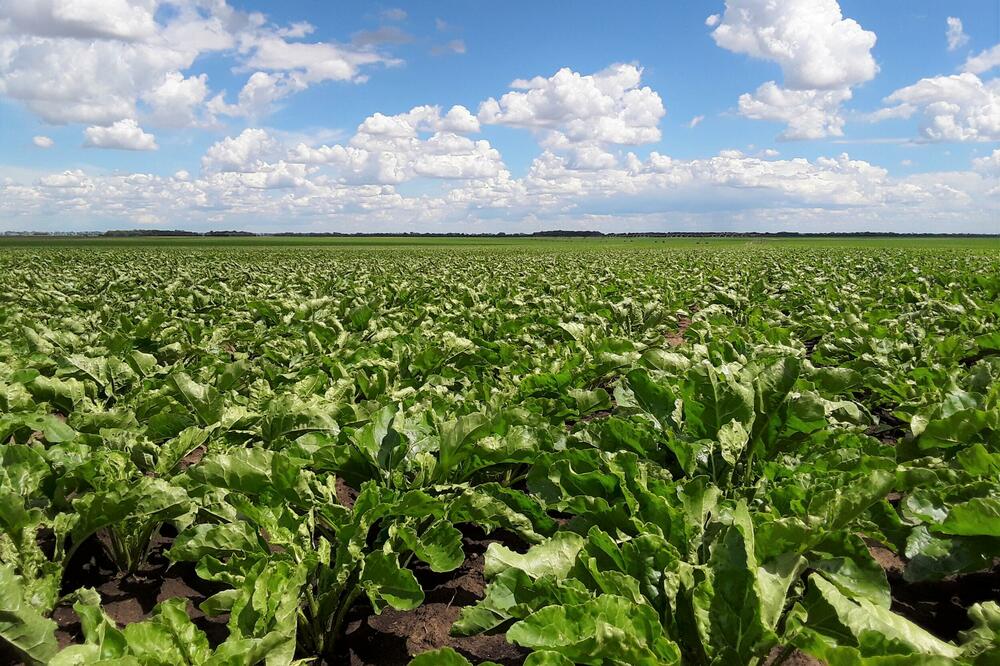 Šećerna repa, Foto: Sunoko