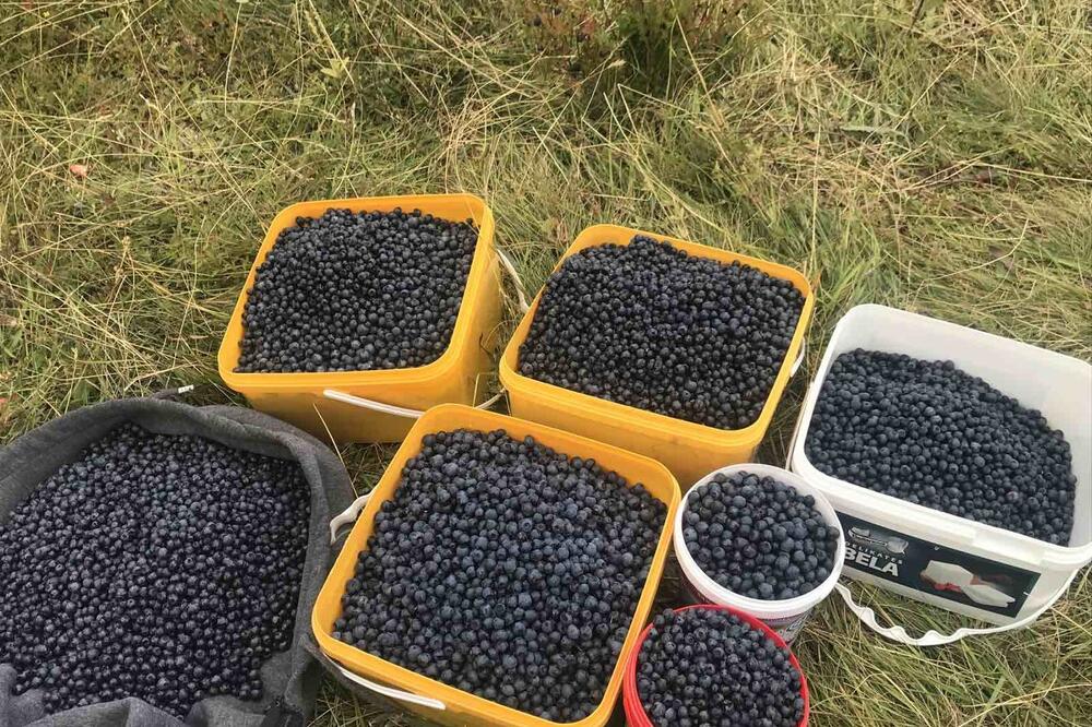 Borovnica je “modro blago sjevera”, Foto: Dragana Šćepanović