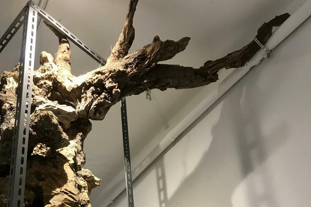 Rad &ldquo;Roots Column&rdquo;, Foto: Privatna arhiva