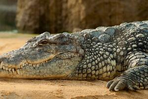 Sa farme u Kini pobjeglo 75 krokodila: Do sada uhvaćeno osam...