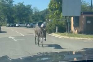 Čitaoci šalju: Magare "zabavljalo" putnike na GP Debeli brijeg