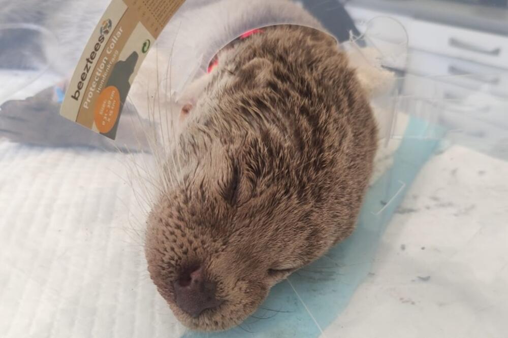 Povrijeđena vidra, Foto: NPCG