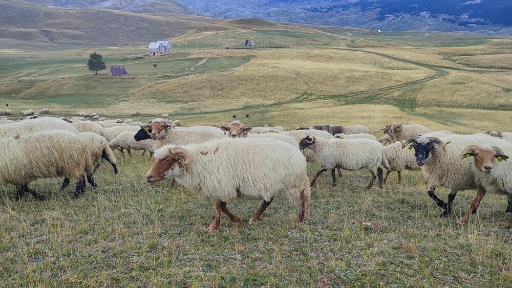 <p>Porodica Bulatović drži 1.200 ovaca na Lukavici, među njima i autohtonu sortu koja je gotovo izumrla u Crnoj Gori. Bulatovići oštro kritikuju odnos vlasti prema poljoprivrednicima, a imaju i poruku za mandatara Spajića - da ukine ministarstvo poljoprivrede jer, kako tvrde, poljoprivrednika uskoro neće ni biti</p>