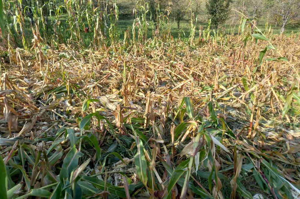 Jedna od uništenih njiva u Donjoj Morači, Foto: Privatna arhiva