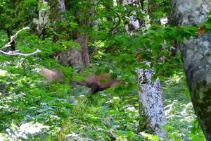 VIDEO Borba jelena u Biogradskoj gori