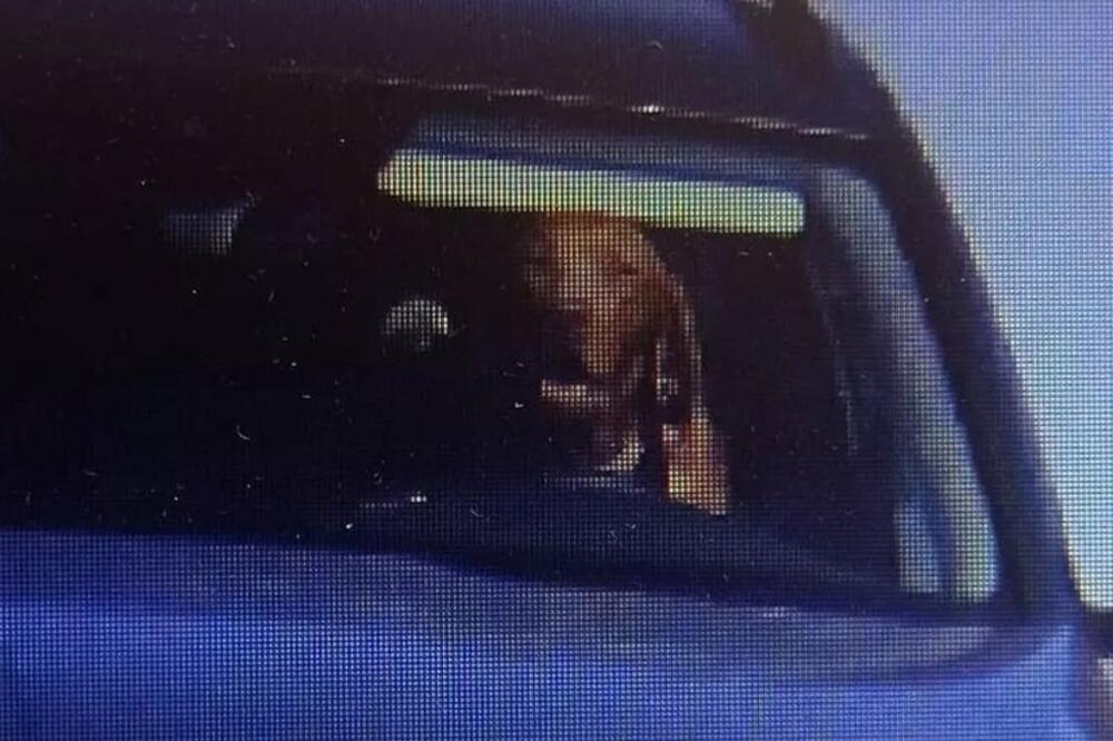 Snimak psa za volanom, Foto: Policia SR