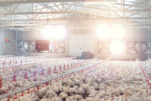 South Africa killed about 7,5 million chickens in an attempt to curb...