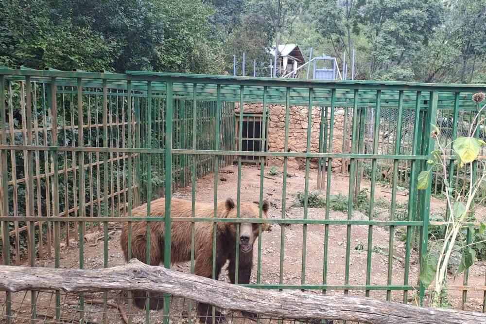 Ljubo je navodno vraćen u kavez, Foto: Čitalac “Vijesti”