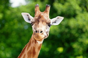 Američki carinici zaplijenili od žene izmet žirafe iz Kenije,...