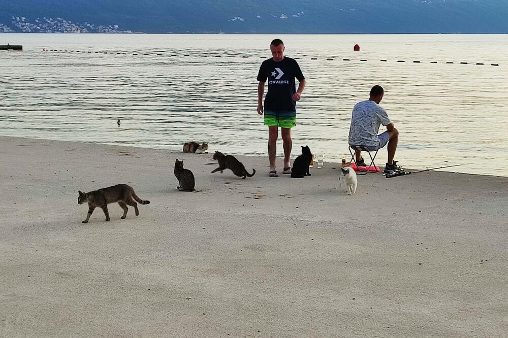 Ribari i mačke na tivatskoj obali, Foto: Privatna ahiva