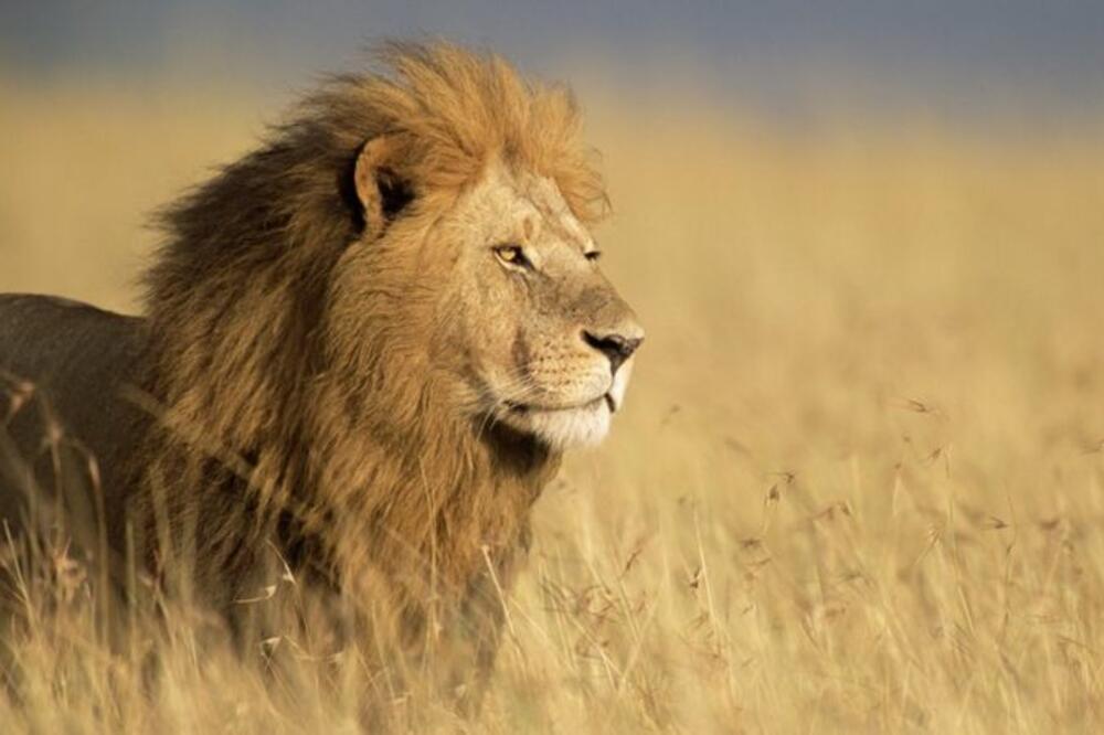 Ilustracija, Foto: GETTY IMAGES