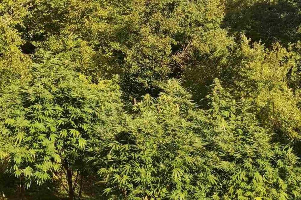 Ilustracija, Foto: Uprava policije