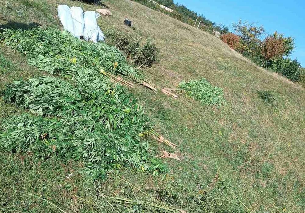 plantaža marihuane, marihuana Vir