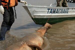 Amazonija: Šokantne fotografije mrtvih delfina tokom teške suše