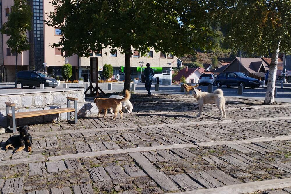 Svakodnevni prizor: psi lutalice u Kolašinu, Foto: Dragana Šćepanović