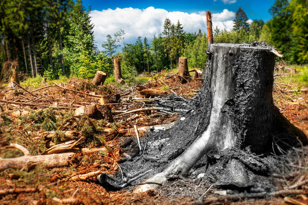 Izgubljene stotine hektara najkvalitetnije šume (ilustracija), Foto: Shutterstock