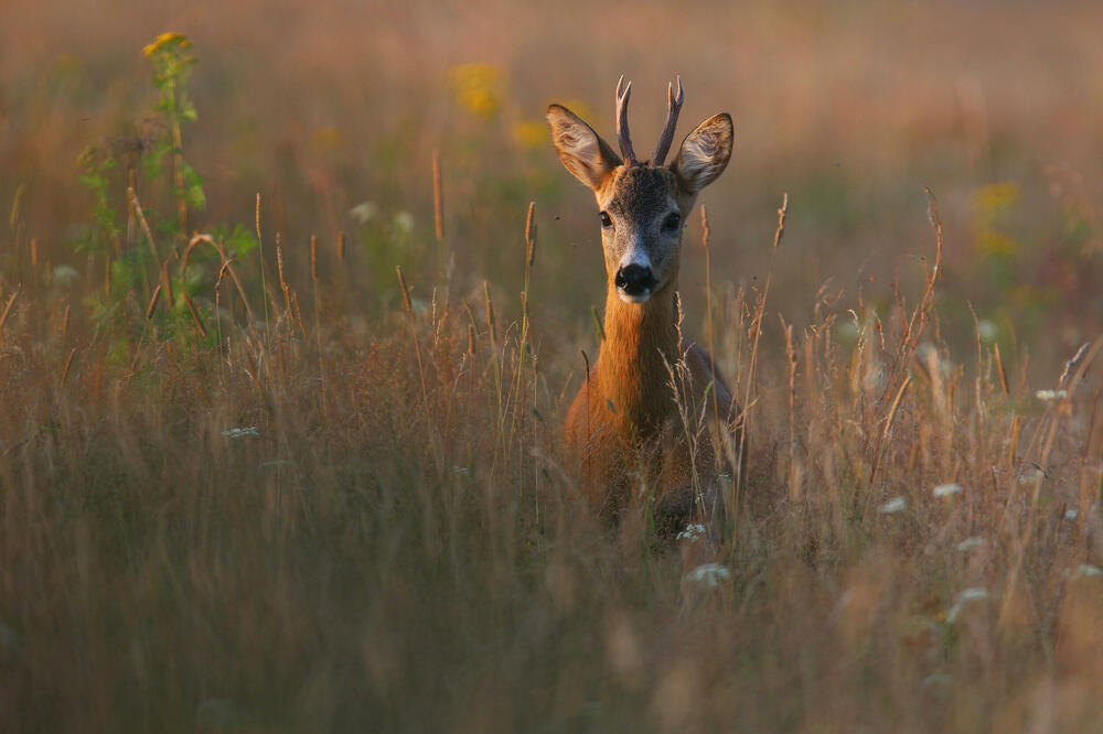 Ilustracija, Foto: Shutterstock