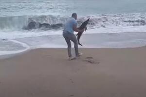 Spašeno mladunče delfina na Jazu (VIDEO)