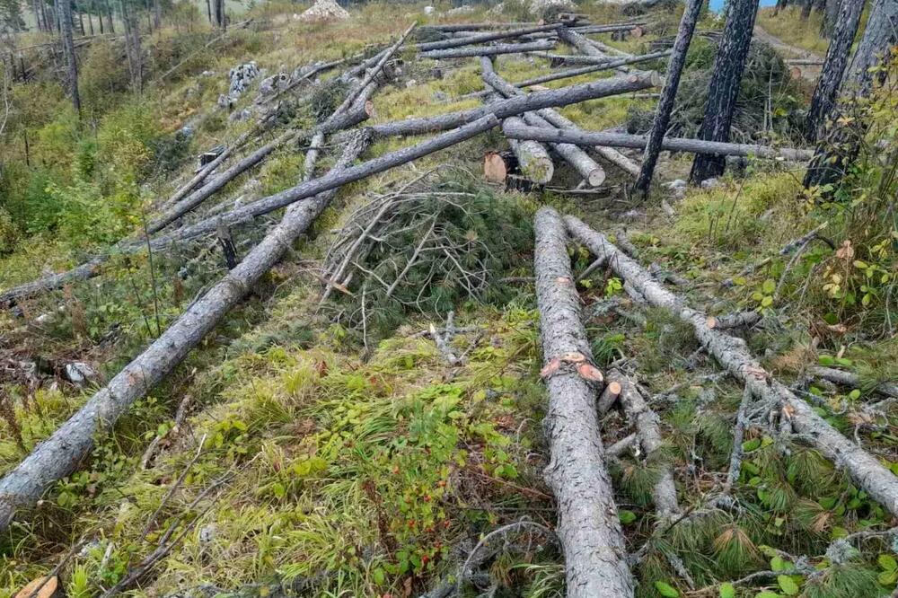 Posječena stabla u Kosanici, Foto: Arhus centar