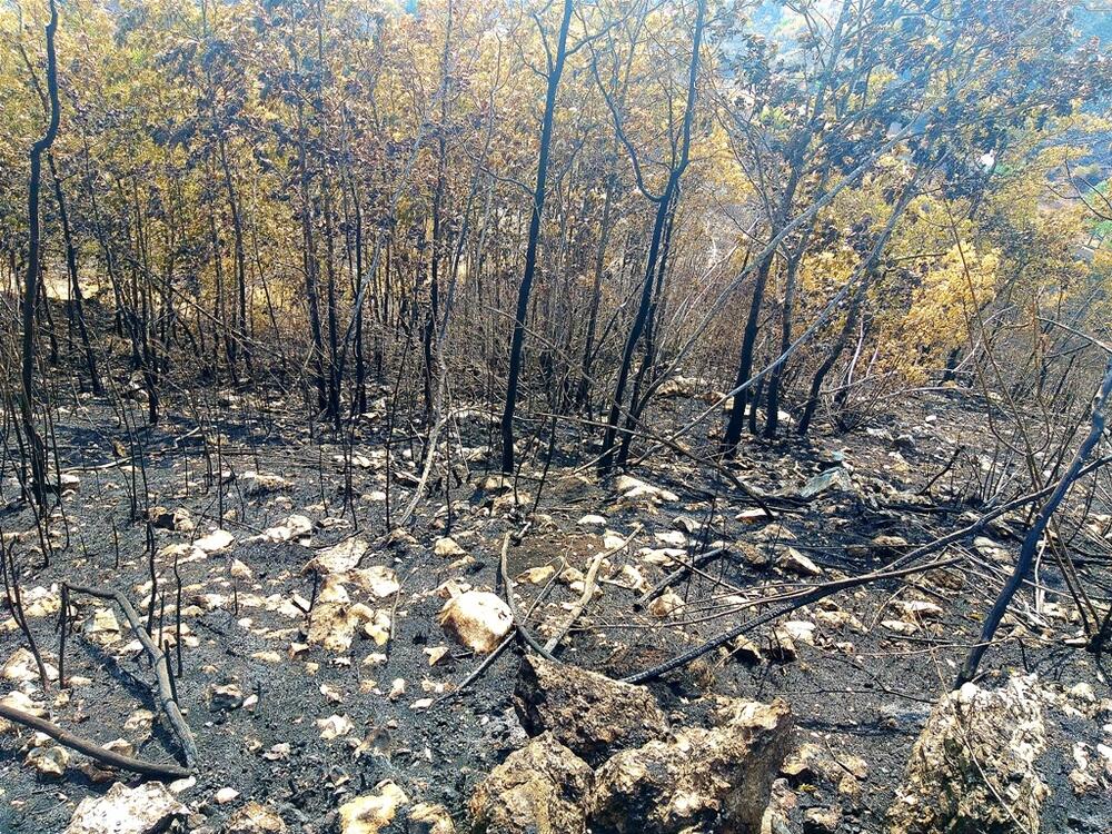Vatra ostavlja pustoš u šumama