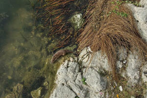 Vidra vraćena u Skadarsko jezero, nakon mjesec dana liječenja