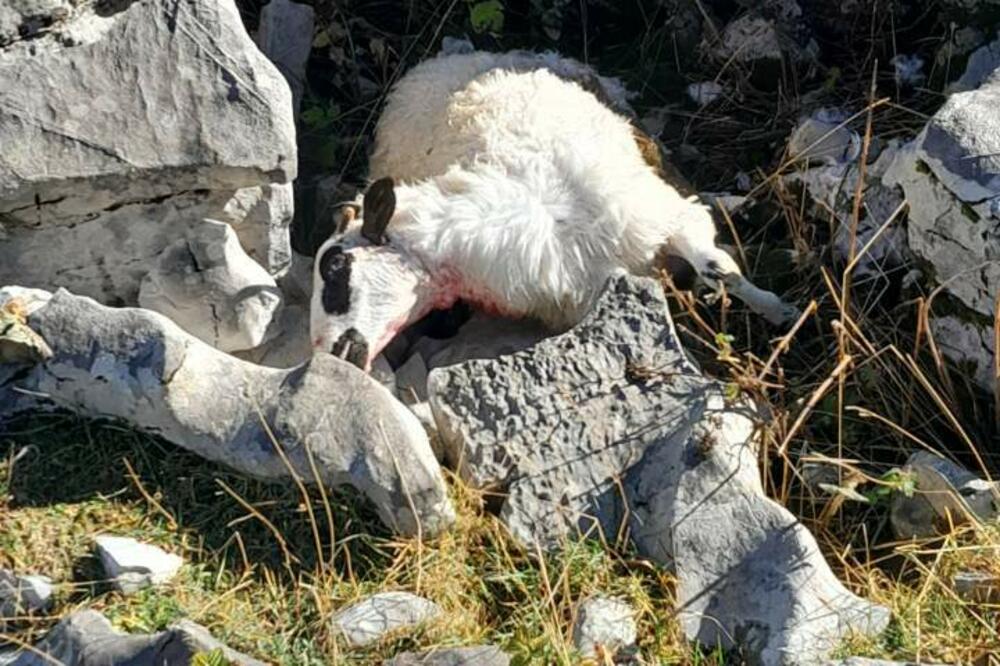 Foto: Privatna arhiva