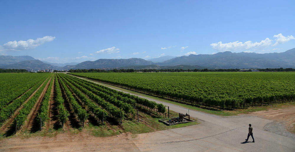 plantaze vineyards are biggest one-piece vineyard in europe