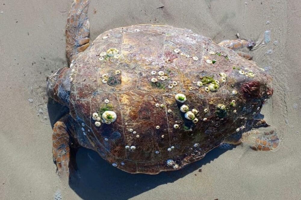 Foto: Institut za biologiju mora Kotor