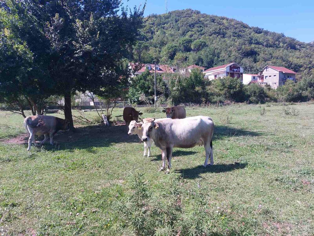 Ostalo oko 100 buša