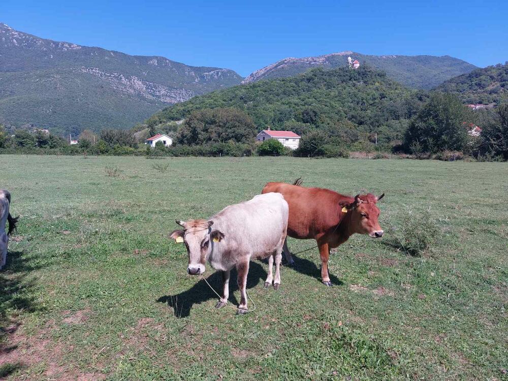 Buša nekada bila dominantna sorta