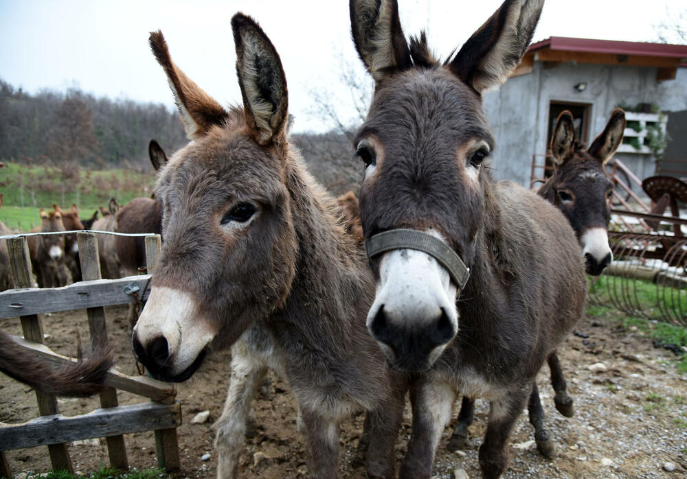 Nijesu više najugroženija vrsta: Magarci sa farme u Martinićima